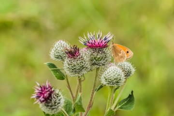 The small heath, an orange and brown butterfly sitting on purple flower of woolly burdock. Blurry green and yellow background. Sunny summer day in a meadow.