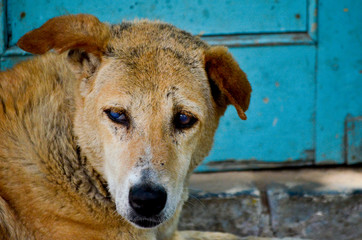 One-eyed indian dog resting in the street of Udaipur, India