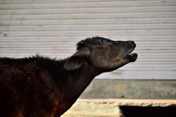 Black cow singing in the sun, in Pushkar, India
