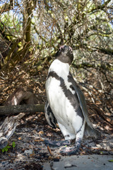 African penguin, Boulders beach, Simon's town, South Africa