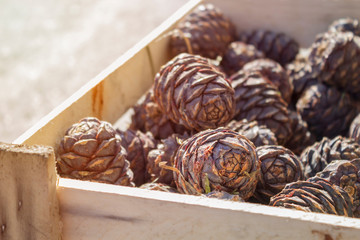 Cedar cones in wooden box, close-up