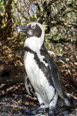 African penguin profil, Boulder beach, South Africa