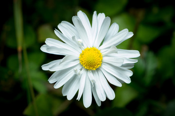 Obraz premium white chamomile flower
