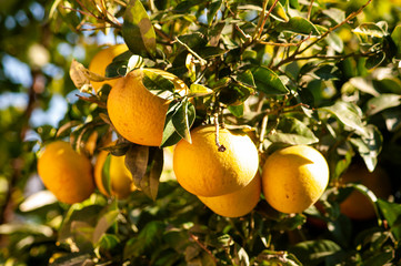 In this garden you can touch the ripening citrus bunches.