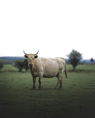 Welsh bull 