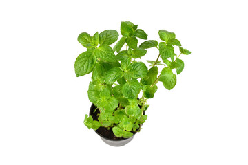 Fresh mint in a pot isolated on white background.