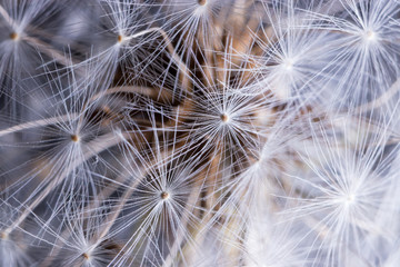 closeup of dandelion on a background