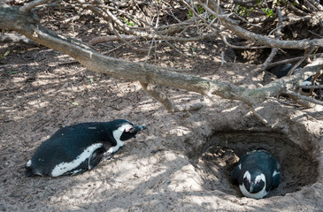 african penguin brooding , boulders beach, Simon's town, South Africa