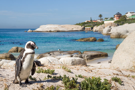 African penguin on Boulders beach, Simon's town, South Africa