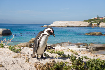 African penguin on Boulders beach, Simon's town, South Africa