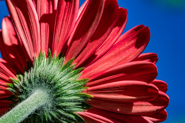 Red Gerbera Flower - Macro photograph with detail of the back of a red gerbera flower under natural sunlight in garden with blue sky in the background.
