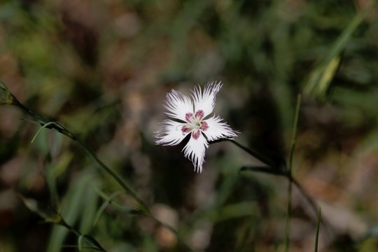 Flower of the carnation Dianthus hyssopifolius