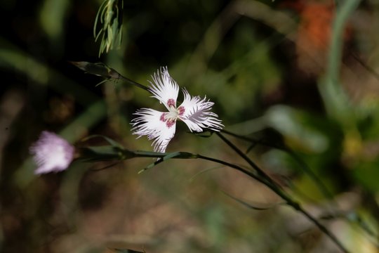Flower of the carnation Dianthus hyssopifolius