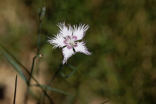 Flower of the carnation Dianthus hyssopifolius