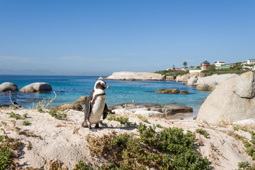African penguin on Boulders beach, Simon's town, South Africa © AS.UNTERREINER
