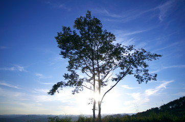 一本の木と空が奇麗です。 A tree and the sky are beautiful. © NORI26