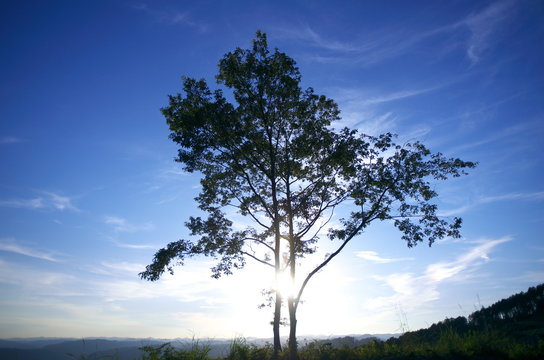 一本の木と空が奇麗です。 A tree and the sky are beautiful.