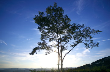 一本の木と空が奇麗です。 A tree and the sky are beautiful. © NORI26