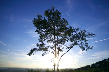 Obraz premium 一本の木と空が奇麗です。 A tree and the sky are beautiful.