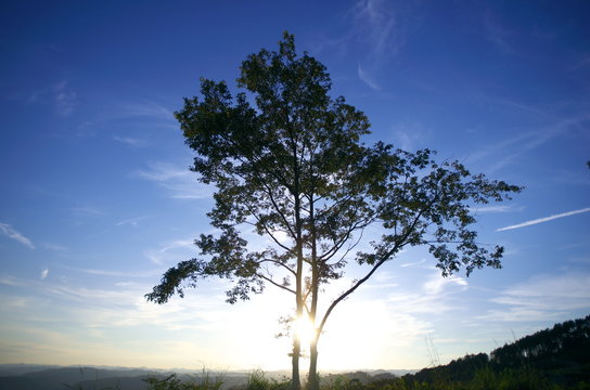 一本の木と空が奇麗です。 A tree and the sky are beautiful.