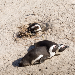 african peinguins, spawning period, brooding, boulders beach, Simon's town, South Africa
