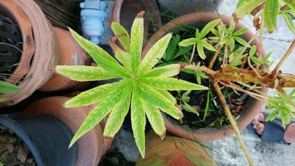 green plant in the garden