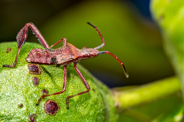 stink bug on branch - macro photography of a stink bug on a tree fruit - nature macrophotography