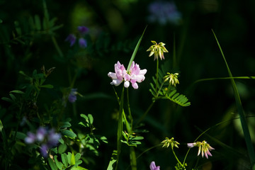 Wild flowers on green lawn in forest. Summer. Background.