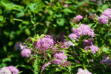 Wild flowers on green lawn in forest. Summer. Background.