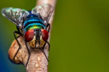 Housefly on branch - macro photography of a fly on a tree branch looking towards lens - nature...
