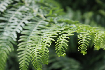fern in forest