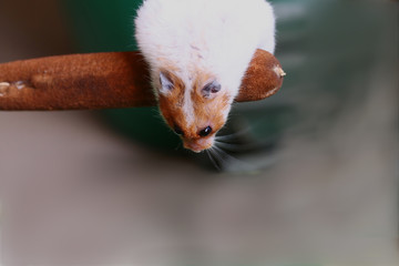 Highly a hamster climbed on a reed... Height frightens and beckons.. 
