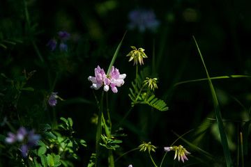 Wild flowers on green lawn in forest. Summer. Background.