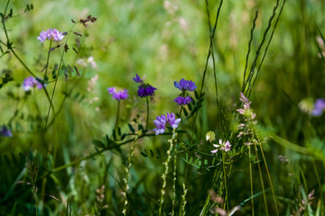 Wild flowers on green lawn in forest. Summer. Background.