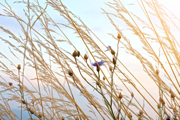 background of high grass and flowers against the sky.