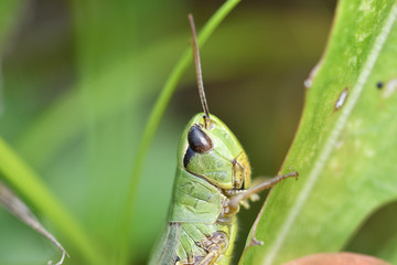 Meadow grasshopper macro of head hidden in the grass