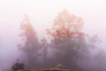 Dreamy foggy dark forest. Trail in moody forest.
