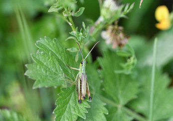 Meadow grasshopper macro of head hidden in the grass