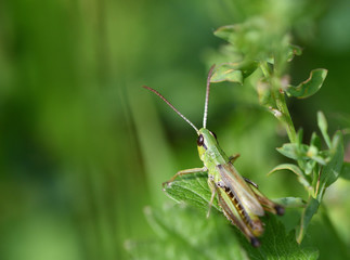 Meadow grasshopper macro of head hidden in the grass