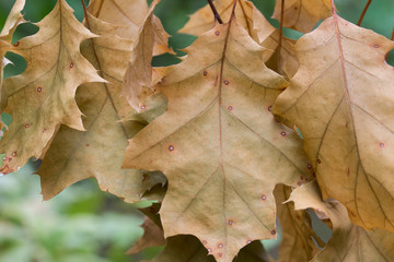 orange autumn oak leaves closeup