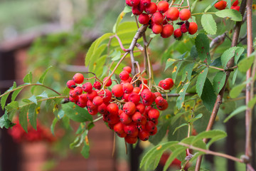 rowan berries on twig closeup