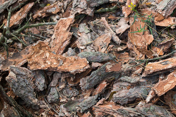 pine bark pieces