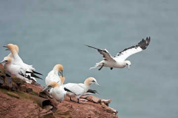 northern gannet, morus bassanus, Helgoland, Dune island
