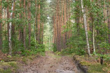 footpath in summer forest