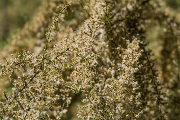 Monophonic background or texture from light wild flowers in summer.
