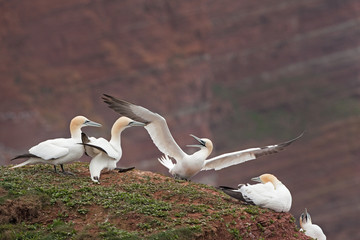 northern gannet, morus bassanus, Helgoland, Dune island