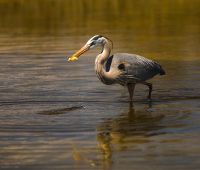 great blue heron with fish in beak