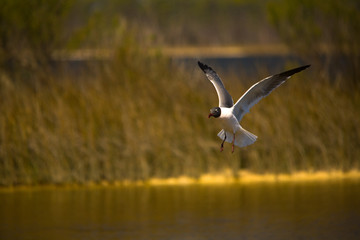 seagull in flight