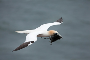 northern gannet, morus bassanus, Helgoland, Dune island