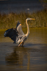great blue heron in the water